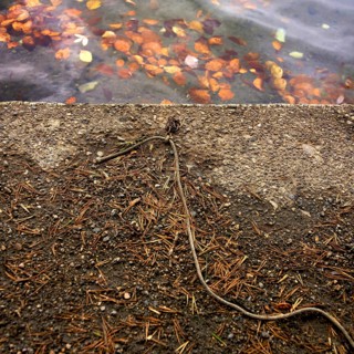 Leaves float on the surface of the water, reflecting warm colors as a rope lies motionless on the