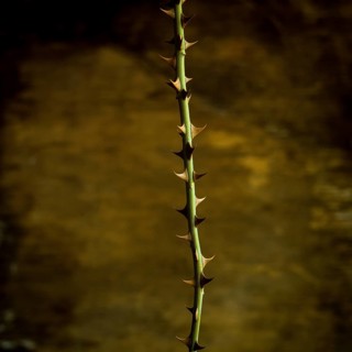 Resilient green stem adorned with sharp thorns in natural light against a blurred brown background