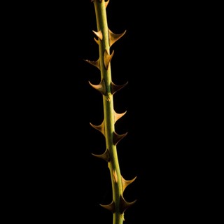 A vertical stem of a thorny plant with sharp spikes stands illuminated against a dark backdrop,