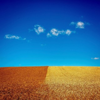 Golden wheat fields contrast with freshly plowed earth under clear blue skies during a sunny day.