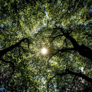Sunlight filtering through lush green tree foliage creates a serene atmosphere in a forested area