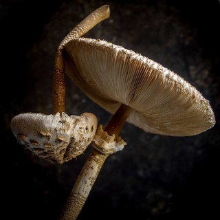 Two distinct mushrooms, showcasing a rich texture and intricate gills, stand out strikingly atop a