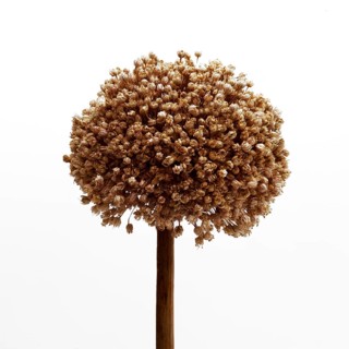 Natural dried garlic (allium) flower showcasing intricate details and organic textures in a