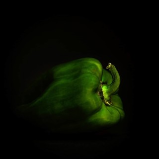A vivid green bell pepper sits quietly on a black background, emphasizing its rich color and smooth