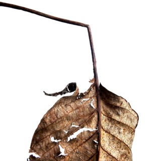 A close-up view of a dried leaf reveals its delicate textures and patterns. The intricate design is
