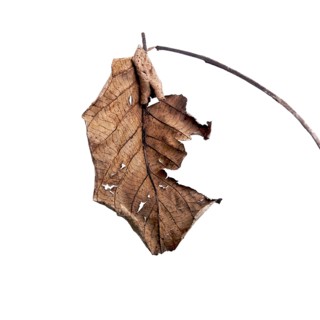 A dry leaf hangs from a slender branch, displaying intricate textures and patterns against a softly