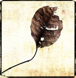 A dry leaf rests against a textured background, showcasing intricate details of its surface and