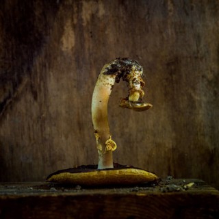 Mushroom with curved stem and cap on textured brown background showcasing natural beauty and form