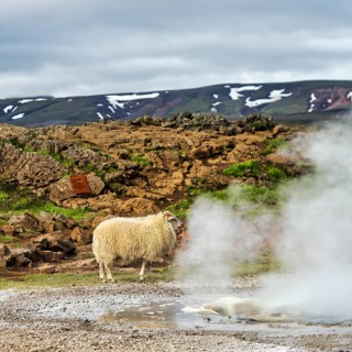 Free-range sheep, sulphur vapour, Hveravellir geothermal area, Icelandic highlands, Suðurland,