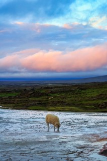Free-range sheep on sinter terrace, evening sky, Hveravellir geothermal area, Icelandic highlands,