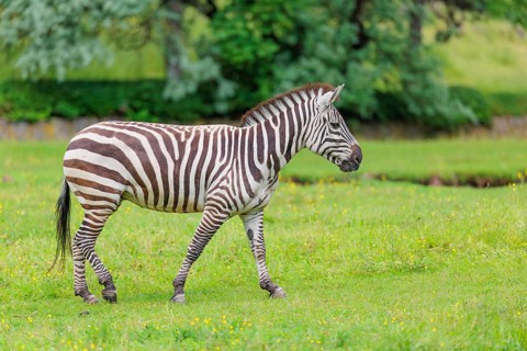 A Grant's zebra (Equus quagga boehmi) stands in a green meadow. Kenya