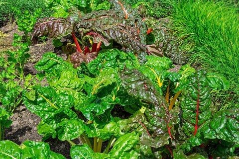 Chard, yellow and red-stemmed, vegetable patch, North Rhine-Westphalia, Germany