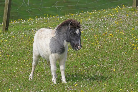 A white pony with a black head stands on a flowering meadow, Shetland pony, Shetland Islands,