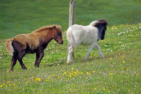 Two ponies running on a green meadow with flowers and a fence, Shetland pony, Shetland Islands,