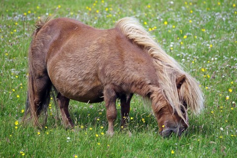 A brown pony grazing on a green meadow full of flowers illuminated by the sunlight, Shetland pony,