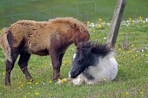 A brown pony stands next to a resting black and white pony in a flowering meadow, joie de vivre,