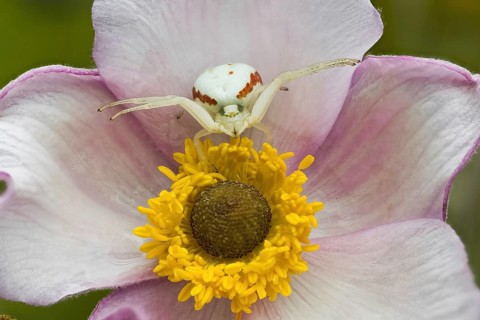 A Goldenrod crab spider (Misumena vatia) sitting on a pink flower with a yellow centre in focus,