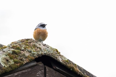 A redstart (Phoenicurus phoenicurus) sits on a moss-covered roof. Clear, minimalist depiction of