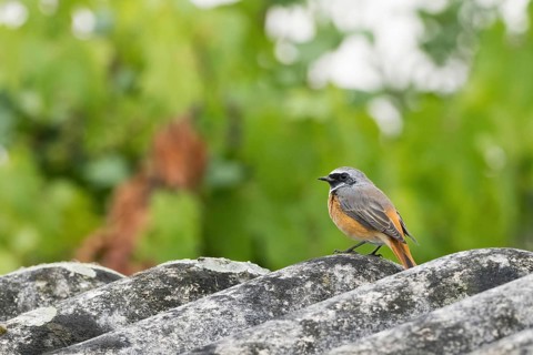 A common redstart (Phoenicurus phoenicurus) on a lichen-covered roof against a blurred green