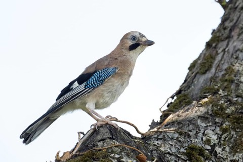 A jay (Garrulus glandarius) stands on a tree trunk, its blue wings unfurling against a clear