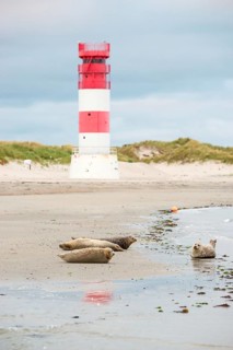 Several harbour seals (Phoca vitulina), seals, resting at low tide at the edge of the water, shore,