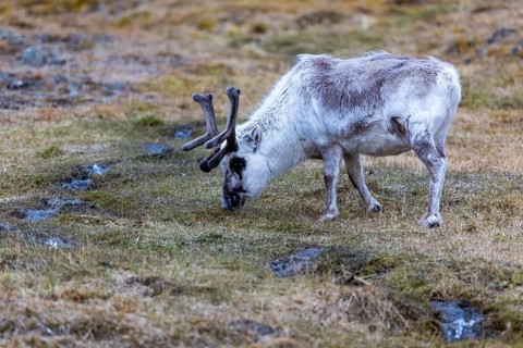 Svalbard skink (Rangifer tarandus platyrhynchus), Mammals (Mammalia), Longyearbyen, Spitsbergen,