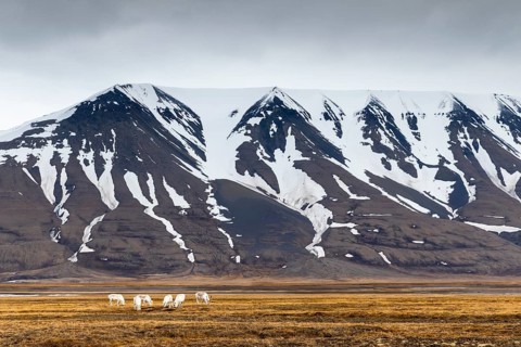 Group of Svalbard Rhen (Rangifer tarandus platyrhynchus) grazing off Snow Mountain, Mammals