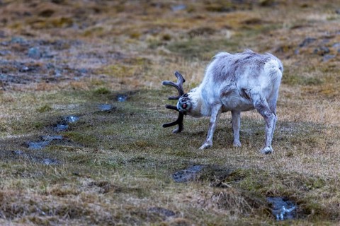 Svalbard roe deer (Rangifer tarandus platyrhynchus) scraping its antlers, Mammals (Mammalia),