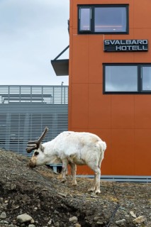 Svalbard skate (Rangifer tarandus platyrhynchus) off Svalbard Hotel, Mammals (Mammalia),