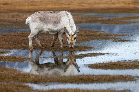 Svalbard skink (Rangifer tarandus platyrhynchus) reflected in the water, Mammals (Mammalia),
