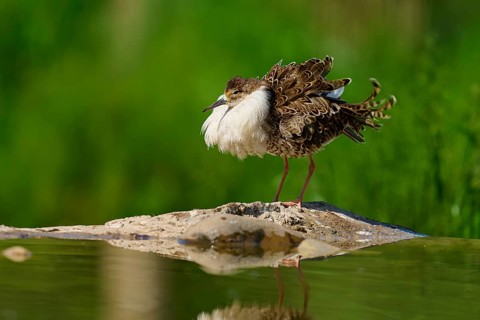 A bird with fluffed up plumage on a rock in the water, against a green background with a clear