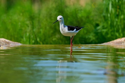 A black and white bird stands in the water, surrounded by green nature, Black Black-winged Stilt