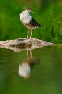 A standing bird on a rock in the water, with a natural green background and its reflection in the