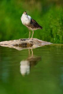 A bird stands on a rock in the water, surrounded by a green background, with a clear reflection on