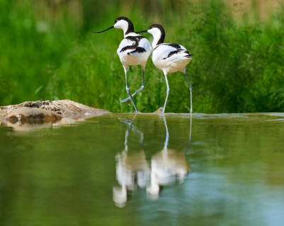 Two avocets next to each other at the water, with reflection in the water and green background,