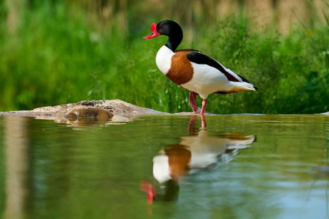 Duck with red beak standing by the water in a natural environment, shelduck (Tadorna tadorna),