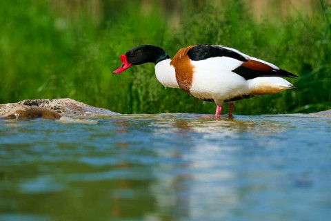 Duck with red beak at the water's edge in green nature, shelduck (Tadorna tadorna), spring, France
