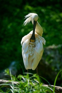 A spoonbill with splendid feathers in a natural setting, European spoonbill (Platalea leucorodia),