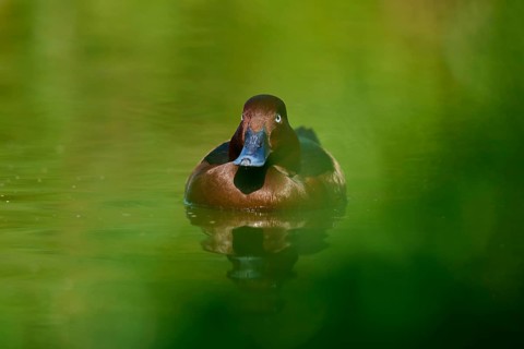 Brown duck swimming on green water surrounded by natural foliage, Ferruginous duck (Aythya nyroca),