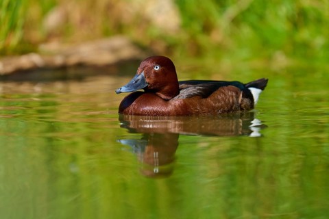 Brown duck calmly swimming along the green shore, peaceful nature, Ferruginous Duck (Aythya