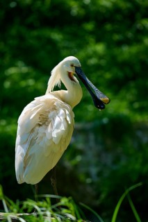 A white spoonbill with a long beak stands in front of a green background, European spoonbill