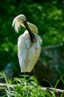 White spoonbill cleaning its plumage in a natural environment, European spoonbill (Platalea