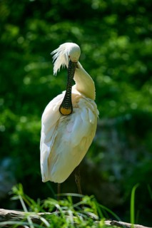 A white spoonbill with graceful plumage against a green background, European spoonbill (Platalea