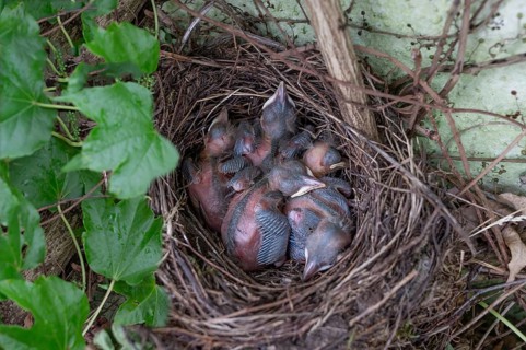 Five hatched blackbirds (Turdus merula) in the nest, Bavaria, Germany