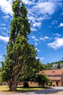 Pyramid oak, 18th century natural monument on Barbararossa Square in the castle, Büdingen, Hesse,