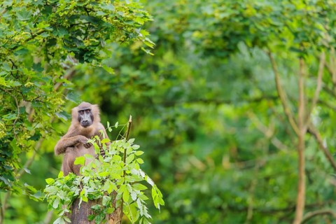 A female Drill (Mandrillus leucophaeus) sits high up in a tree, eating leaves. A green forest can