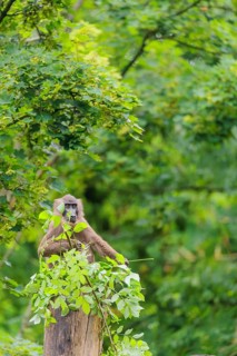 A female Drill (Mandrillus leucophaeus) sits high up in a tree, eating leaves. A green forest can