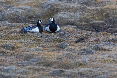 White-fronted goose (Branta leucopsis), pair lying on the ground, Aventdalen, Longyearbyen,