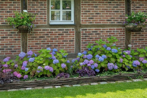 District educational garden, Kötterhaus with hydrangeas, Burgsteinfurt, Münsterland, North