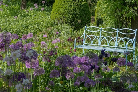 Allium blossom in the district educational garden, Burgsteinfurt, Münsterland, North